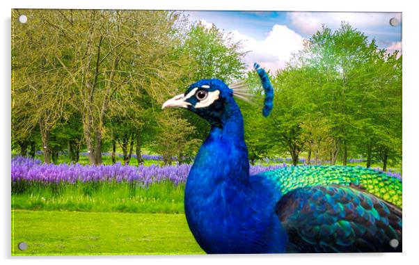 Peacock in a  garden setting  Acrylic by Steve Taylor