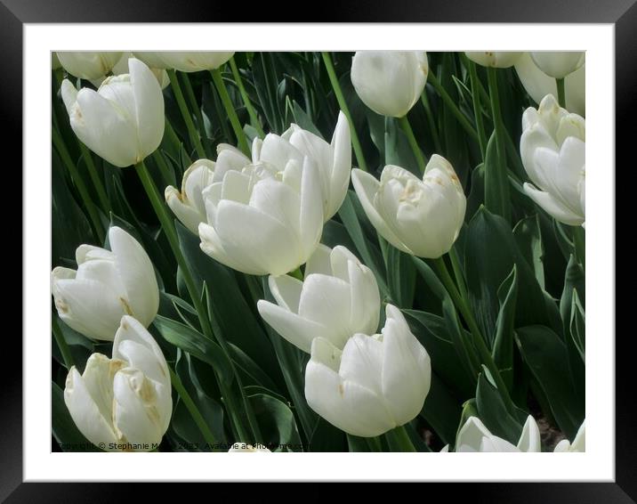 White tulips Framed Mounted Print by Stephanie Moore