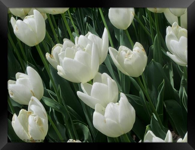 White tulips Framed Print by Stephanie Moore