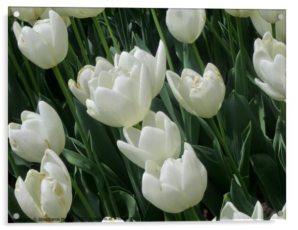 White tulips Acrylic by Stephanie Moore