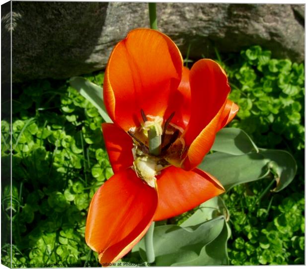 tulip Canvas Print by Stephanie Moore