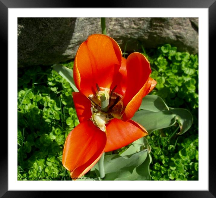 tulip Framed Mounted Print by Stephanie Moore