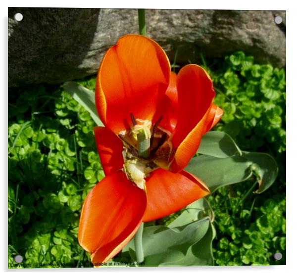 tulip Acrylic by Stephanie Moore