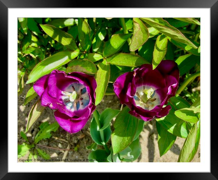 Purple tulips Framed Mounted Print by Stephanie Moore