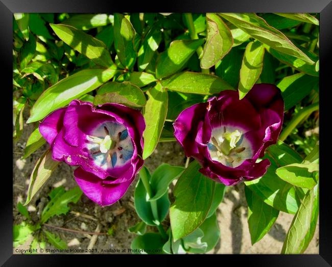 Purple tulips Framed Print by Stephanie Moore