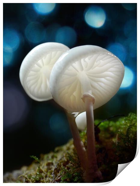 Porcelain Fungus Print by David Neighbour