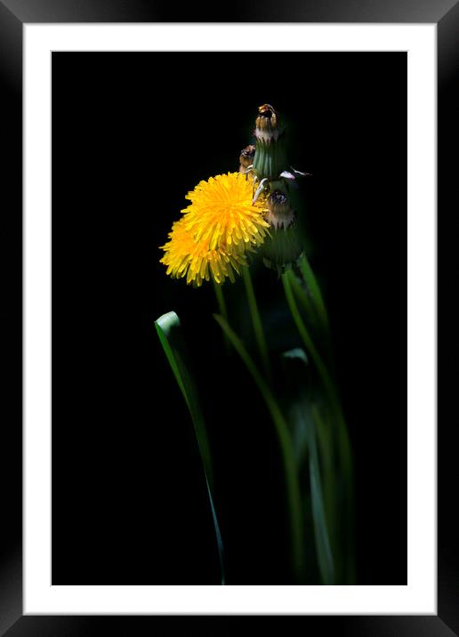 Yellow dandelions on black background Framed Mounted Print by Olena Ivanova