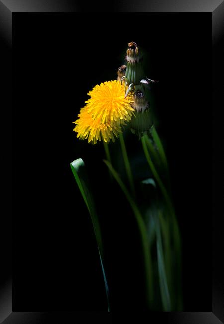 Yellow dandelions on black background Framed Print by Olena Ivanova