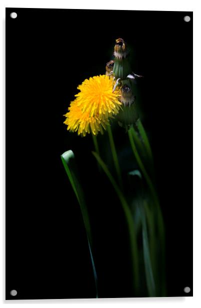 Yellow dandelions on black background Acrylic by Olena Ivanova