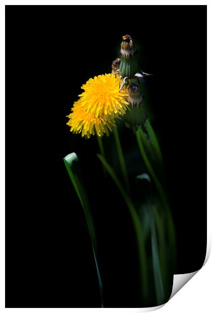 Yellow dandelions on black background Print by Olena Ivanova