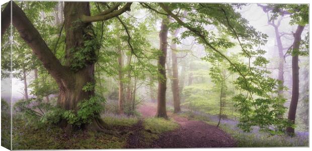 Misty Bluebell Woodland Canvas Print by David Semmens