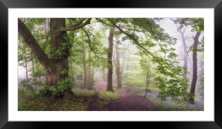 Misty Bluebell Woodland Framed Mounted Print by David Semmens