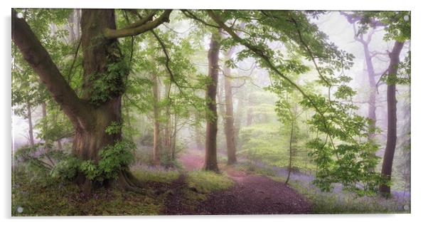 Misty Bluebell Woodland Acrylic by David Semmens
