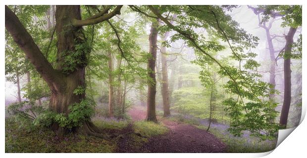 Misty Bluebell Woodland Print by David Semmens