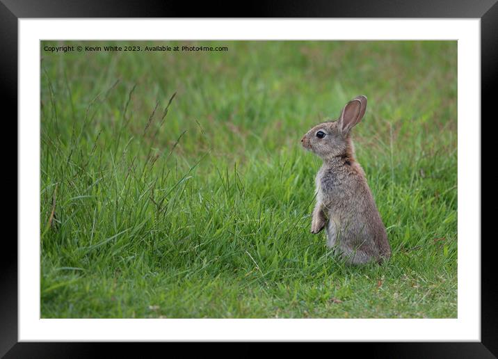 Wild rabbit has seen something Framed Mounted Print by Kevin White