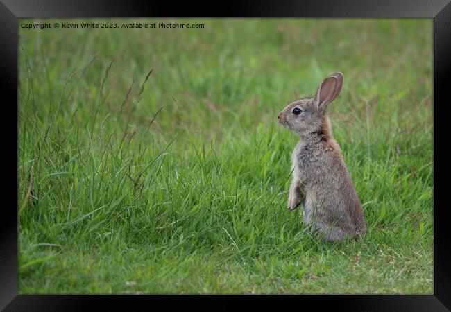 Wild rabbit has seen something Framed Print by Kevin White