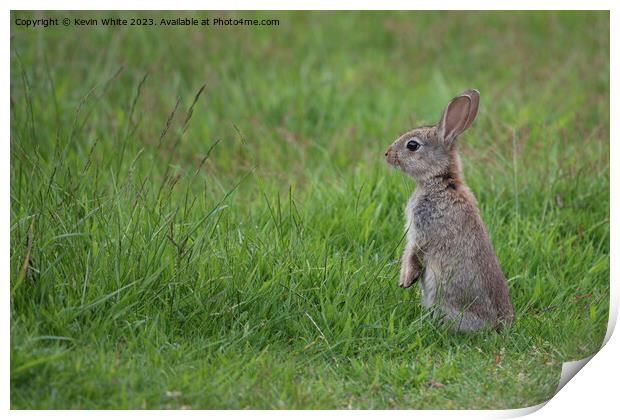 Wild rabbit has seen something Print by Kevin White