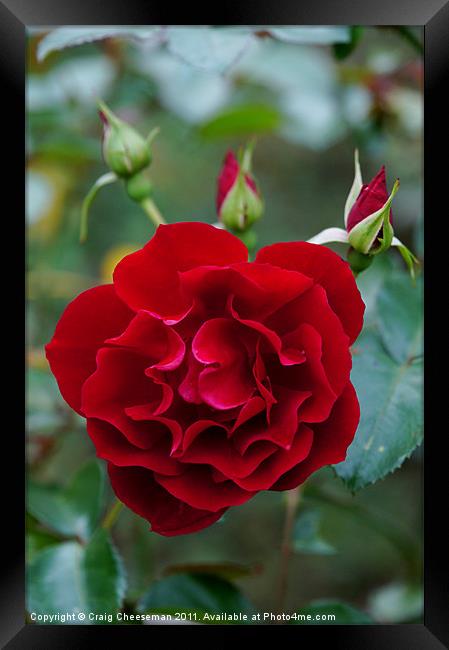 Red rose with buds Framed Print by Craig Cheeseman