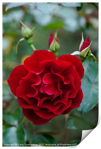Red rose with buds Print by Craig Cheeseman