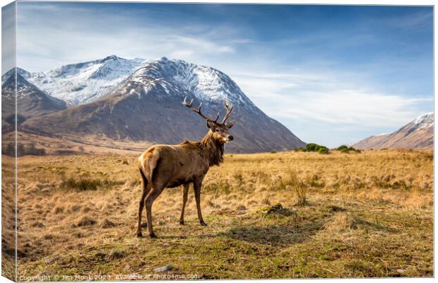 Stag in Glen Etive Canvas Print by Jim Monk