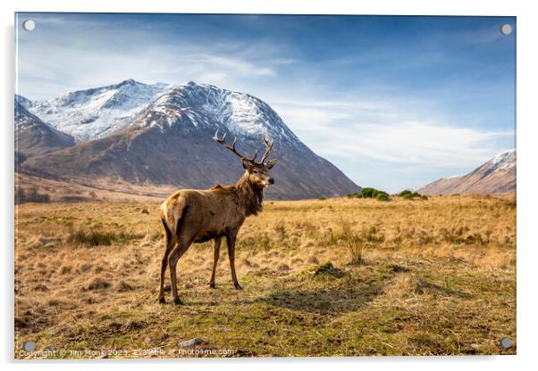 Stag in Glen Etive Acrylic by Jim Monk