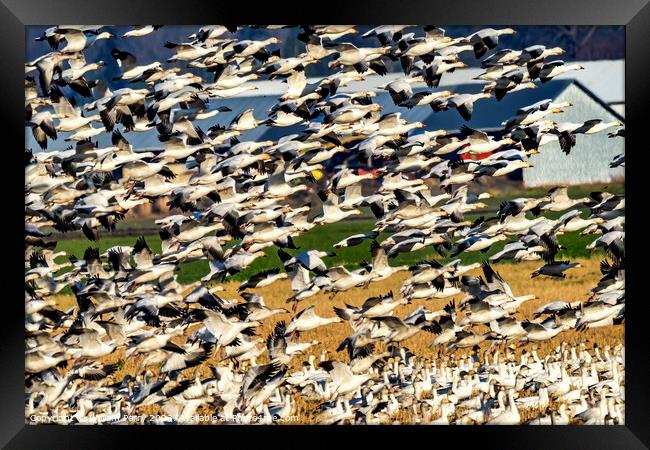 Thousands Snow Geese Flying Skagit Valley Washington Framed Print by William Perry