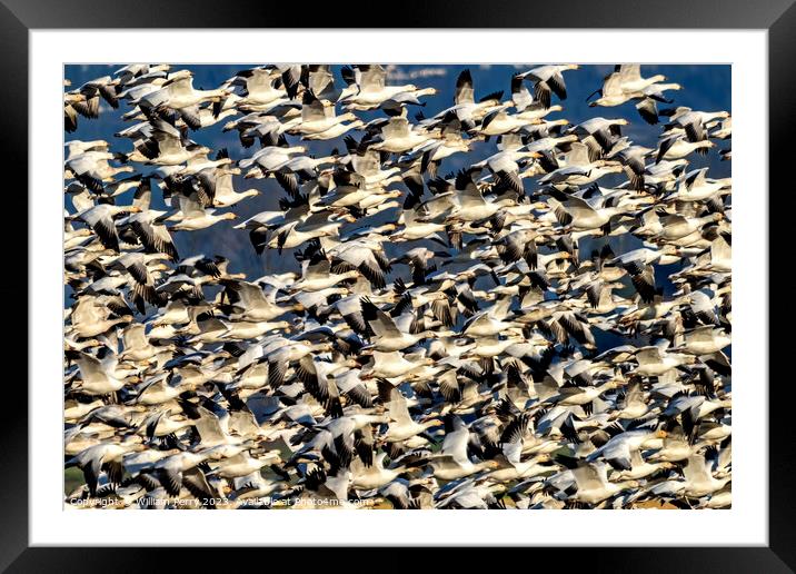 Thousands Snow Geese Flying Skagit Valley Washington Framed Mounted Print by William Perry