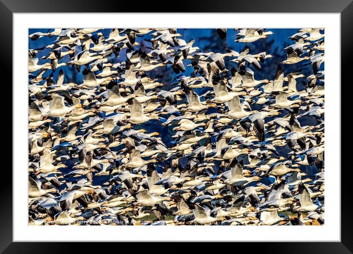 Thousands Snow Geese Flying Skagit Valley Washington Framed Mounted Print by William Perry