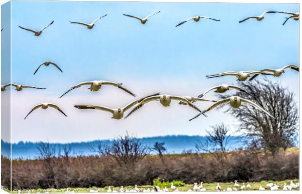 Many Snow Geese Flying Over Flock Skagit Valley Washington Canvas Print by William Perry