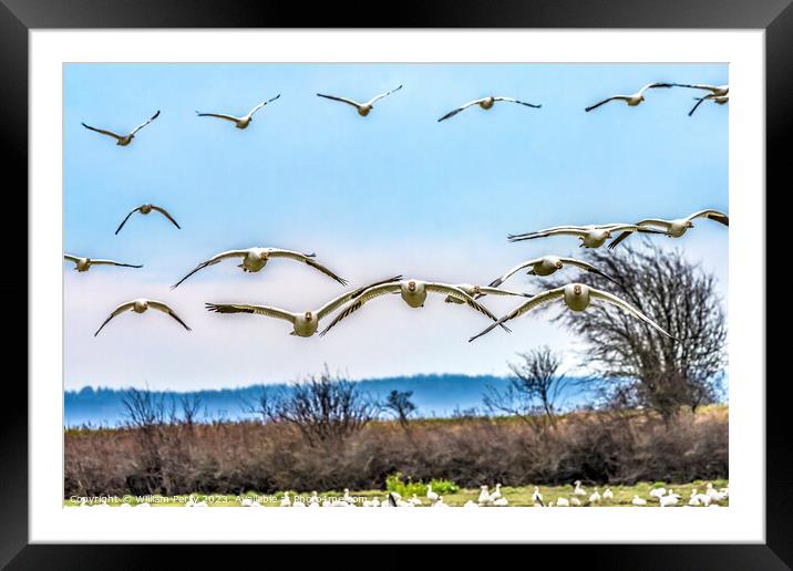 Many Snow Geese Flying Over Flock Skagit Valley Washington Framed Mounted Print by William Perry