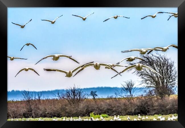 Many Snow Geese Flying Over Flock Skagit Valley Washington Framed Print by William Perry