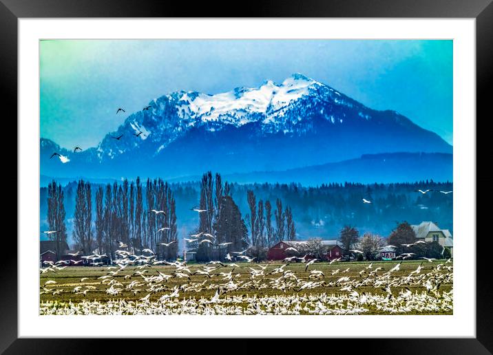 Thousands Snow Geese Mountain Skagit Valley Washington Framed Mounted Print by William Perry