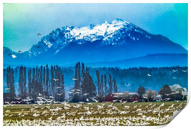 Thousands Snow Geese Mountain Skagit Valley Washington Print by William Perry