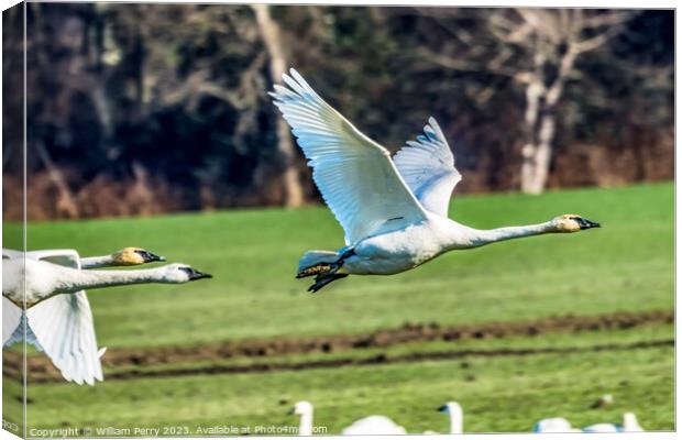 Trumpeter Swans Flying Skagit Valley Washington Canvas Print by William Perry