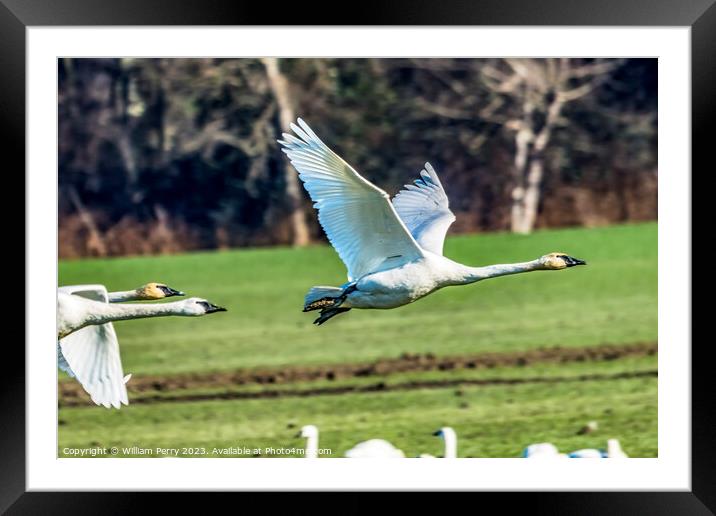 Trumpeter Swans Flying Skagit Valley Washington Framed Mounted Print by William Perry