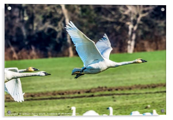 Trumpeter Swans Flying Skagit Valley Washington Acrylic by William Perry