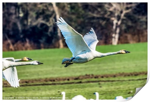 Trumpeter Swans Flying Skagit Valley Washington Print by William Perry