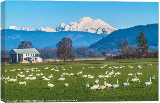 Trumpeter Swans Mount Baker Skagit Valley Washington Canvas Print by William Perry