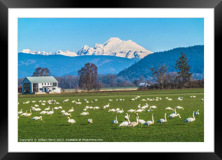 Trumpeter Swans Mount Baker Skagit Valley Washington Framed Mounted Print by William Perry