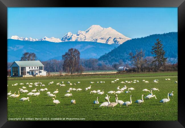 Trumpeter Swans Mount Baker Skagit Valley Washington Framed Print by William Perry