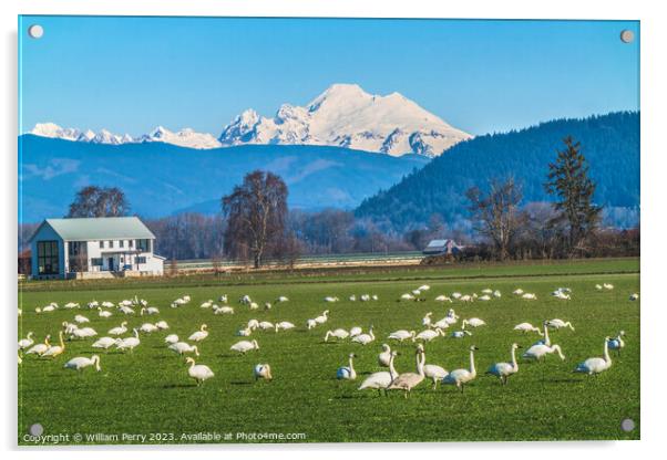 Trumpeter Swans Mount Baker Skagit Valley Washington Acrylic by William Perry