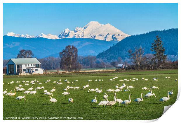 Trumpeter Swans Mount Baker Skagit Valley Washington Print by William Perry