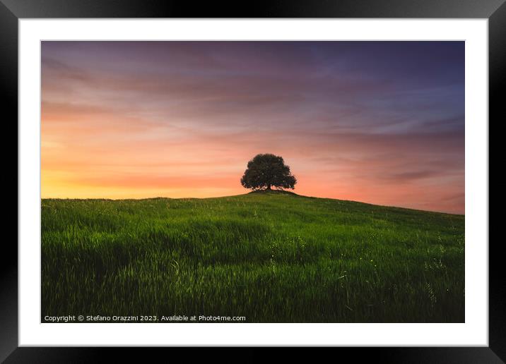 Holm oak on top of the hill at sunset. Val d'Orcia, Tuscany Framed Mounted Print by Stefano Orazzini