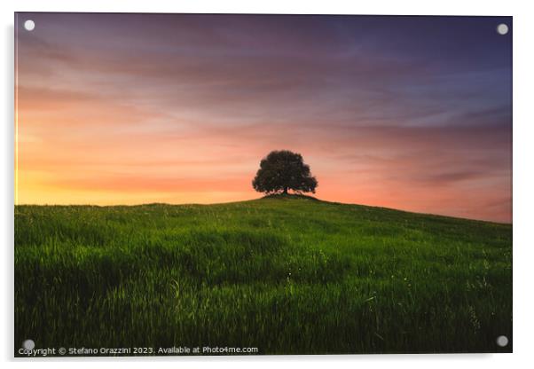 Holm oak on top of the hill at sunset. Val d'Orcia, Tuscany Acrylic by Stefano Orazzini