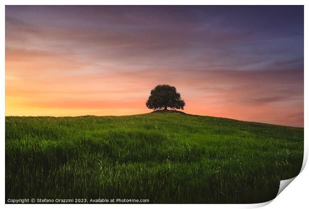 Holm oak on top of the hill at sunset. Val d'Orcia, Tuscany Print by Stefano Orazzini