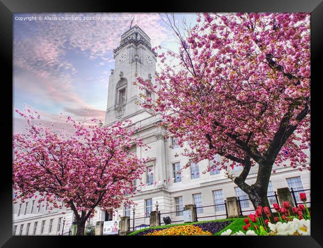 Barnsley Town Hall Cherry Blossom Framed Print by Alison Chambers
