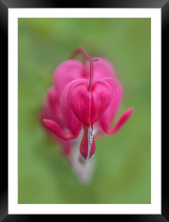 The Tender Beauty of Bleeding Heart Framed Mounted Print by Pam Sargeant