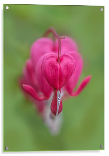 The Tender Beauty of Bleeding Heart Acrylic by Pam Sargeant