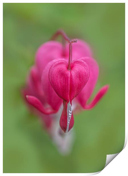 The Tender Beauty of Bleeding Heart Print by Pam Sargeant