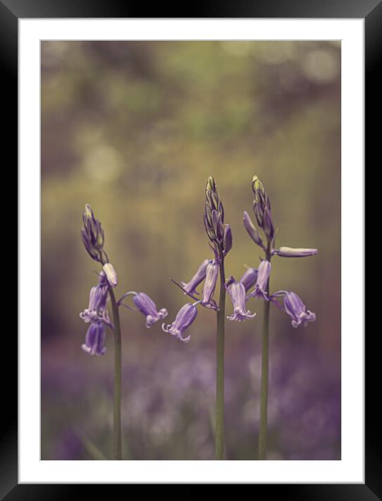Bluebell Trio Framed Mounted Print by Pam Sargeant